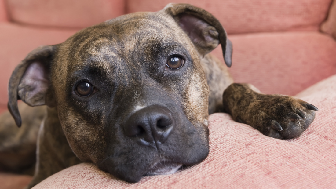 Home Insurance and Pit Bulls: What You’re Not Being Told