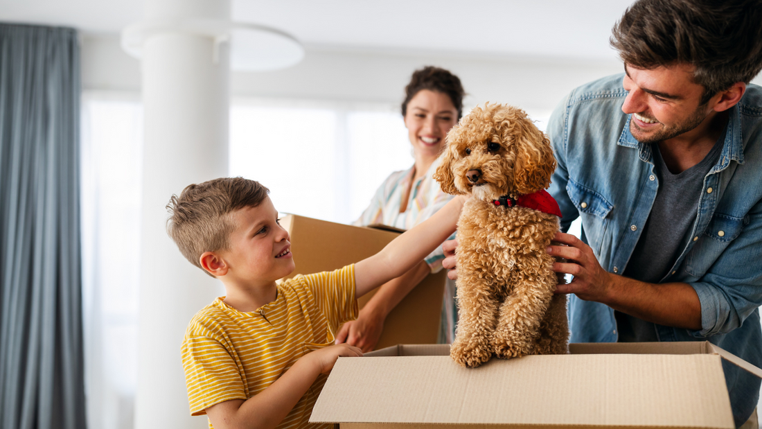 Nationwide Drops 100,000 Pet Policies—Here’s What Pet Owners Should Know