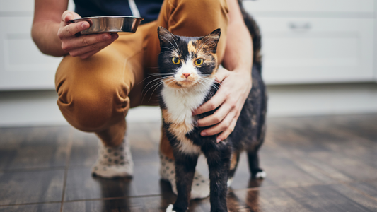 Pet Life Insurance: Do You Really Need It?