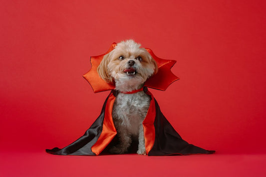 Can I Take My Dog to Inland Empire Halloween Events?