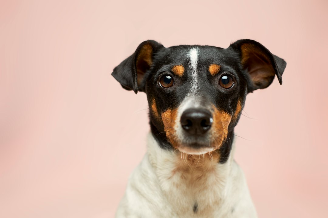What Nationwide's Pet Policy Cancellations Mean for Inland Empire Owners