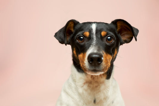 What Nationwide's Pet Policy Cancellations Mean for Inland Empire Owners