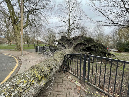Neighbor's Dead Tree Damaged Your Fence? California Law Explained