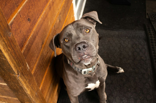 Pit Bull Owners Are Getting Dropped By Their Home Coverage (Here's What To Do)